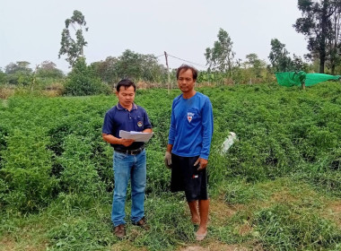 แนะนำส่งเสริมวิสาหกิจชุมชนพริกแปลงใหญ่ พารามิเตอร์รูปภาพ 2