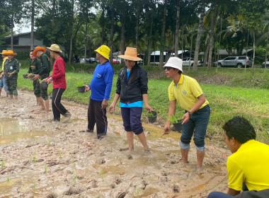 ร่วมกิจกรรมดำนาข้าวพระราชทานพันธุ์ข้าวขาวดอกมะลิ 105 พารามิเตอร์รูปภาพ 3