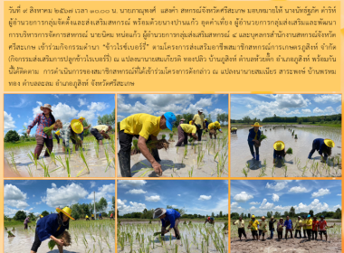 ร่วมกิจกรรมดำนา &quot;ข้าวไรซ์เบอรี่&quot; พารามิเตอร์รูปภาพ 13