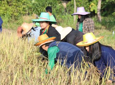 สมดุลชีวิตคนทำงานสำนักงานสหกรณ์จังหวัดศรีสะเกษ ปี2568 ... พารามิเตอร์รูปภาพ 3