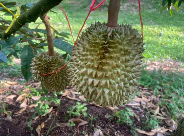 ตรวจเยี่ยม สหกรณ์การเกษตรสวนยางขุนหาญ จำกัด พารามิเตอร์รูปภาพ 7