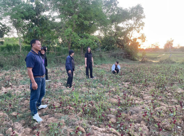 ลงพื้นที่ศึกษาดูงานแปลงส่งเสริมอาชีพของสมาชิกสหกรณ์ พารามิเตอร์รูปภาพ 7