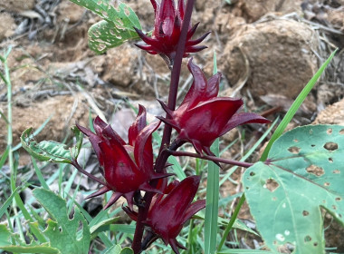 ลงพื้นที่ศึกษาดูงานแปลงส่งเสริมอาชีพของสมาชิกสหกรณ์ พารามิเตอร์รูปภาพ 10